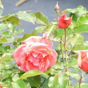 Happy Anniversary Floribunda Rose (Rosa Happy Anniversary) 3